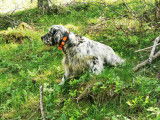 Setter Anglais LOF disponible pour saillie