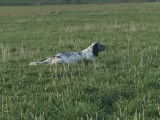 Setter Anglais LOF blue belton disponible pour saillie