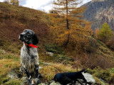 Setter Anglais LOF blue belton disponible pour saillie