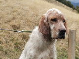 Setter Anglais LOF lemon disponible pour saillie