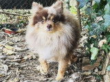 Saillie avec Spitz Allemand merle non LOF