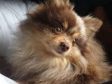 Saillie avec Spitz Allemand merle non LOF