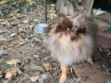 Saillie avec Spitz Allemand merle non LOF