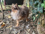 Saillie avec Spitz Allemand merle non LOF