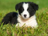 Un chiot type Border Collie n&eacute; en 2021 non LOF disponible de suite