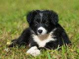 Un chiot type Border Collie n&eacute; en 2021 non LOF disponible de suite