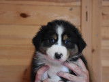Chiots Berger Australien mâles noir tricolore LOF à vendre