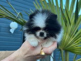 Deux chiots Micro Pomeranian (mâle & femelle) non LOF à vendre