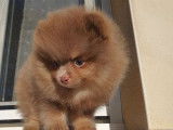 Deux chiots Micro Pomeranian (mâle & femelle) non LOF à vendre
