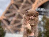 Deux chiots Micro Pomeranian (mâle & femelle) non LOF à vendre