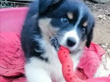 Disponibilit&eacute; de 2 chiots m&acirc;les Berger Australien LOF &agrave; vendre