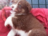 Disponibilit&eacute; de 2 chiots m&acirc;les Berger Australien LOF &agrave; vendre
