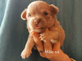 4 chiots Chihuahua (2 m&acirc;les et 2 femelles) non LOF disponibles &agrave; la vente