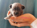4 chiots Chihuahua (2 m&acirc;les et 2 femelles) non LOF disponibles &agrave; la vente