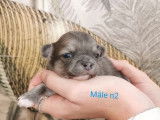 4 chiots Chihuahua (2 m&acirc;les et 2 femelles) non LOF disponibles &agrave; la vente