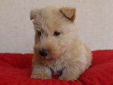 Chiot mâle Scottish Terrier LOF blanc et marron à réserver