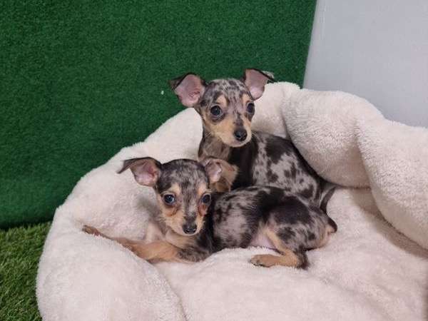 À vendre : des chiots Chihuahua mâles et femelle non LOF d'août 2021