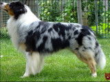 Superbe Berger Australien LOF bleu merle disponible pour saillie