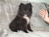 Un chiot Spitz Allemand noir né en août 2021 non LOF à vendre