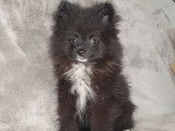 Un chiot Spitz Allemand noir né en août 2021 non LOF à vendre