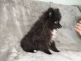Un chiot Spitz Allemand noir né en août 2021 non LOF à vendre