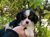 3 chiots mâles Cavalier King Charles LOF, tricolores et blenheim à vendre