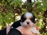 3 chiots mâles Cavalier King Charles LOF, tricolores et blenheim à vendre