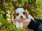 3 chiots mâles Cavalier King Charles LOF, tricolores et blenheim à vendre