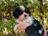 3 chiots mâles Cavalier King Charles LOF, tricolores et blenheim à vendre