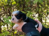 3 chiots mâles Cavalier King Charles LOF, tricolores et blenheim à vendre