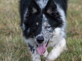 Un chien Border Collie noir et blanc LOF disponible pour saillie