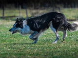 Un chien Border Collie noir et blanc LOF disponible pour saillie