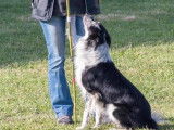 Un chien Border Collie noir et blanc LOF disponible pour saillie