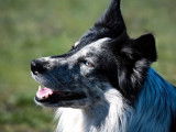 Un chien Border Collie noir et blanc LOF disponible pour saillie