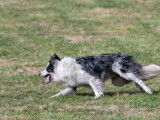 Disponible pour saillie : un chien Border Collie bleu merle LOF