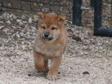 Un chiot mâle Shiba Inu fauve LOF, de septembre 2021, à vendre