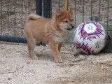 Un chiot mâle Shiba Inu fauve LOF, de septembre 2021, à vendre