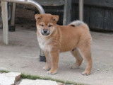 Un chiot mâle Shiba Inu fauve LOF, de septembre 2021, à vendre