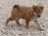 Un chiot mâle Shiba Inu fauve LOF, de septembre 2021, à vendre