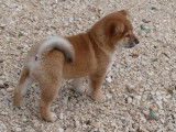 Un chiot mâle Shiba Inu fauve LOF, de septembre 2021, à vendre