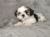 Cession d’un chiot Shih Tzu blanc tricolore non LOF