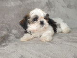Cession d’un chiot Shih Tzu blanc tricolore non LOF