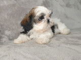 Cession d’un chiot Shih Tzu blanc tricolore non LOF
