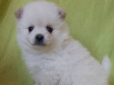 4 chiots Spitz Allemand nés en 2021 non LOF à réserver
