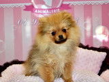Deux chiots Loulou de Poméranie mâle et femelle orange non LOF à vendre