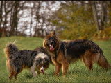 En vente un chiot Berger Allemand noir et fauve LOF