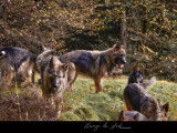 En vente un chiot Berger Allemand noir et fauve LOF
