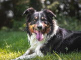 Border collie disponible pour saillie