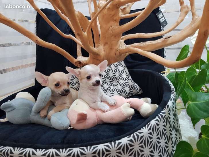 À vendre : des chiots Chihuahua non LOF de juillet 2021