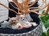 À vendre : des chiots Chihuahua non LOF de juillet 2021